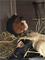 Guinea pig MALE, Brown/ black colored
