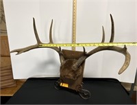 10 point whitetail deer antlers