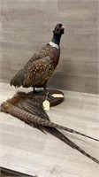 Ring Necked Pheasant Taxidermy