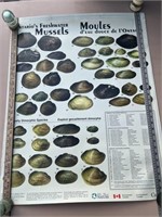 Ontario Muscles Posters (approx. 10)