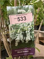 3 gallon Minnesota Snowflake Mock Orange