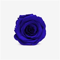 Blue Infinity Preserved MAGENTA BLUE Rose