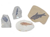 4 pc Fossil Collection
