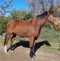 (NSW) WALLY - WELSH X TB GELDING