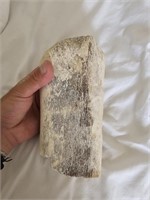 Colombian Mammoth Bone
