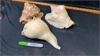 Large shells