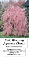 Japanese Weeping Pink Cherry Tree