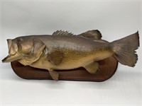 Vintage Mounted Large Mouth Bass