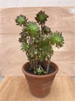 Aeonium plant with pot, 18 1/2"diam. x 15”h.