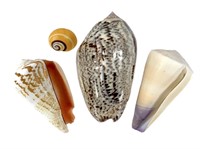 Cone Polymita Picta Oliva Incrassata Shells