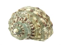 Turbo Marmoratus 4" Shell