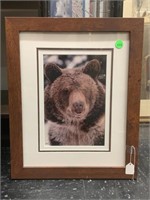 Bear wildlife print. Framed to 13x16