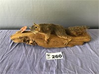 FOX SQUIRREL MOUNT, MISSING PART OF TAIL