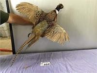 FLYING RINGTAIL PHEASANT TAXIDERMY MOUNT