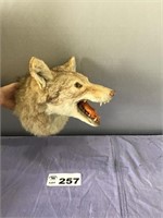 COYOTE TAXIDERMY MOUNT