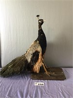 PEACOCK TAXIDERMY MOUNT