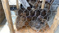 10 Jumbo Coturnix Quail - 5 Wks Old