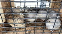 10 Fancy Coturnix Quail - 5 Wks Old