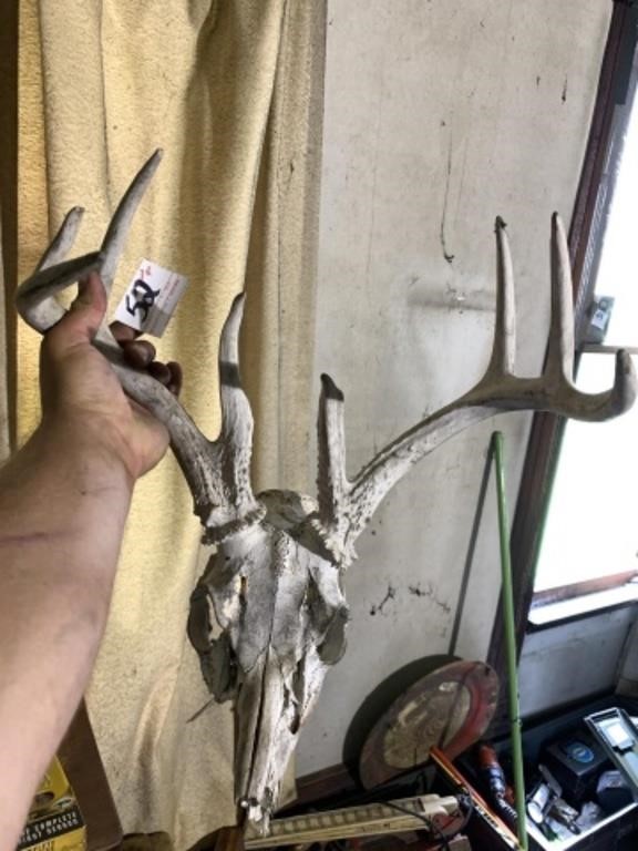 Deer Skull