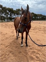 (VIC) WHISPER - THOROUGHBRED MARE