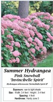 3 Invincibelle Spirit Sun Hydrangea Plants