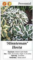 6 Minuteman White & Green Hosta Plants