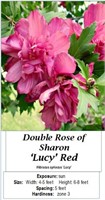 3 Red Lucy Rose of Sharon Plants