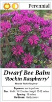 5 Dwarf Purple Raspberry Bee Balm Plants