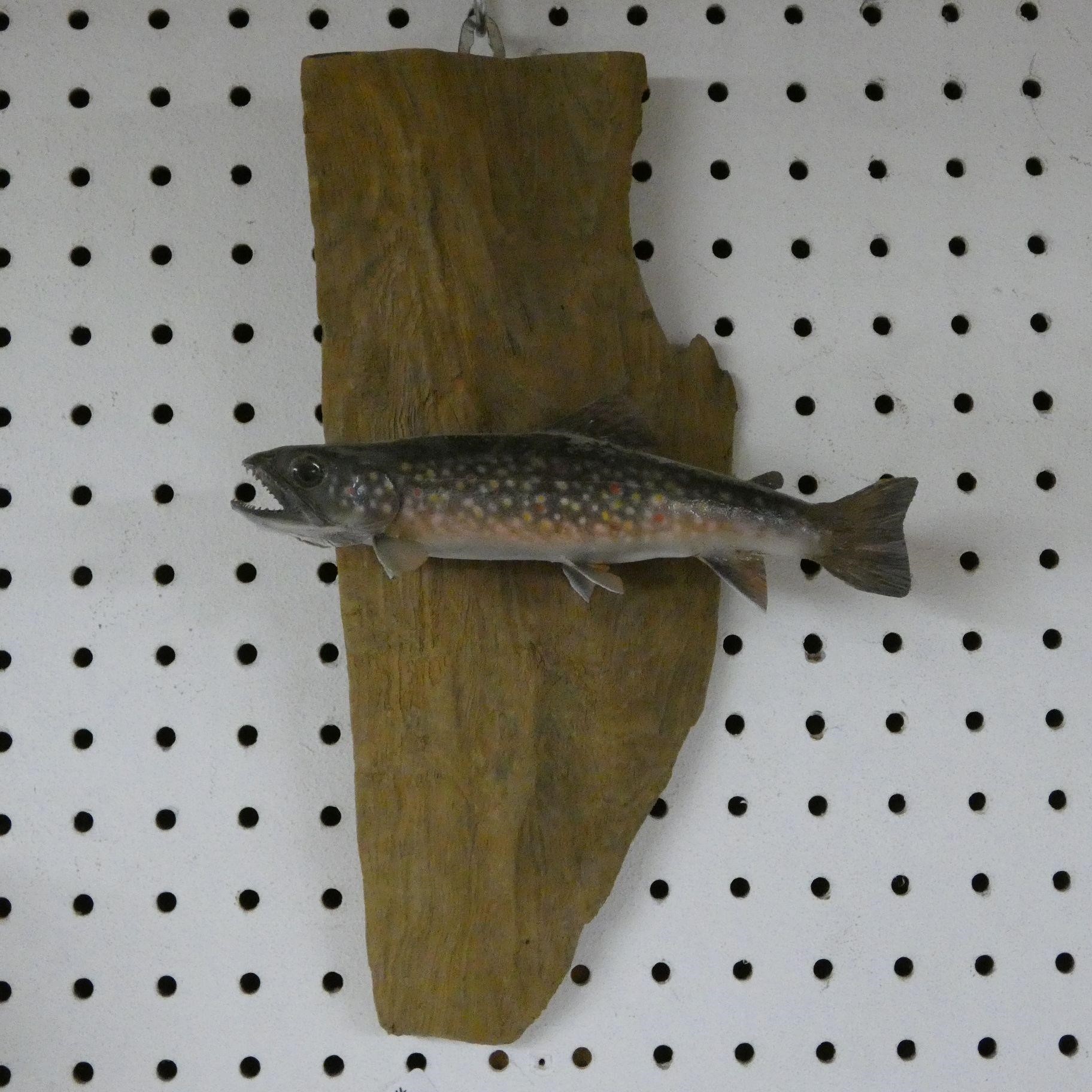Brook Trout Fish Mount - Taxidermy