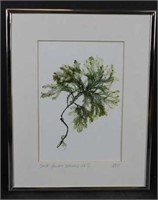 Framed Print South Barbara Seaweed  Signed No 2
