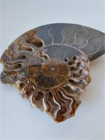 Large Ammonite Fossil  (Snake Stone)