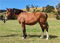 (VIC) LJ EMERALD - CLYDESDALE X TB FILLY