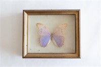 Butterfly In Frame