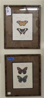 Framed Pair of Pictures of Butterflies