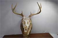 Nicely Mounted Deer Skull