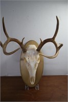 Nicely Mounted Deer Skull