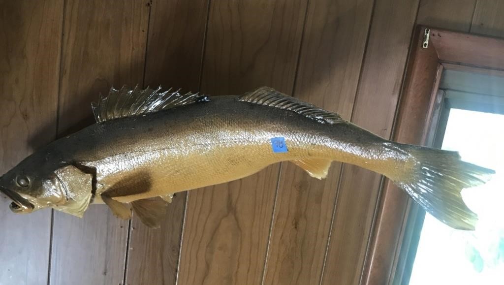 Walleye Taxidermy Fish Mount