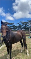 (VIC) CLOVER - STOCK HORSE X QH MARE