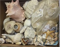 large lot of sea shells
