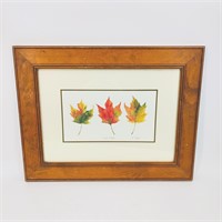 Sugar Maple Print in Wood Frame