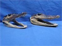 2 Alligator Heads