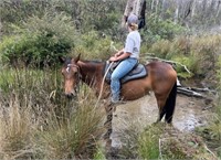 (NSW) ALLY - STATION BRED QH MARE