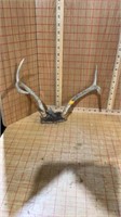 Four point deer antlerS