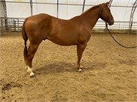 Docs Pure Oh Cay - 2015 Sorrel AQHA Gelding