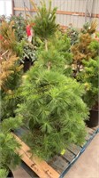 7 Gallon White Pines (BIDX5)