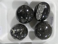 FOUR IRREGULAR ROUND POLISHED FOSSILS