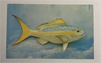 Vintage PPC Postcard Yellowtail!