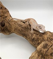 Male, sub adult gargoyle gecko