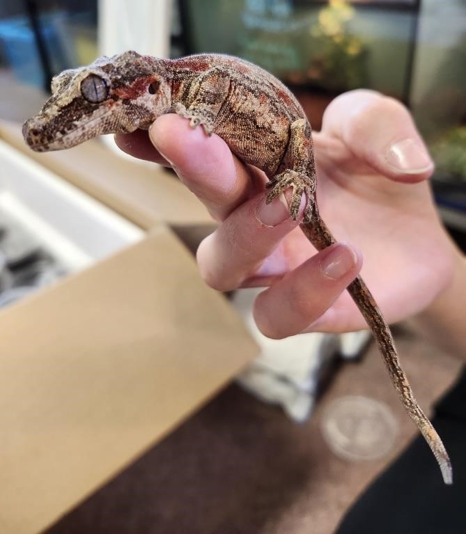 Male, Sub adult gargoyle gecko