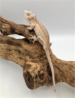 Male, sub adult gargoyle gecko